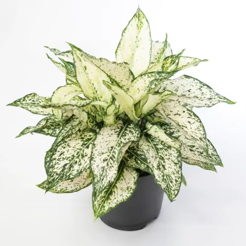 Aglaonema White Kiwi Plant